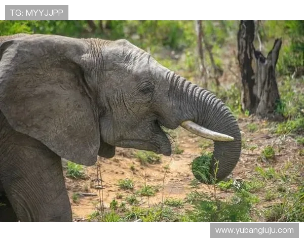 《掌控战场的王者之路：Ruler射手在游戏中的战略运用与技巧分析》